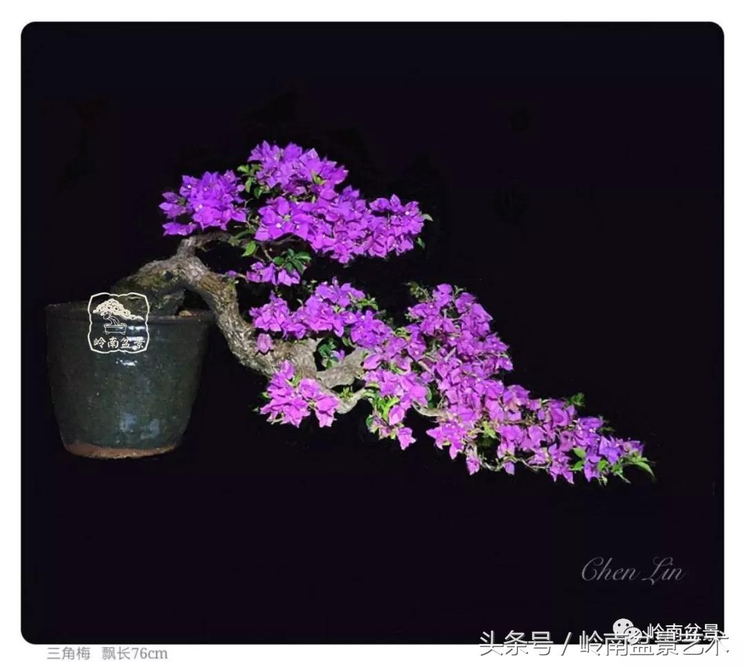 精品掌中宝三角梅盆景,顶级国宝级三角梅盆景