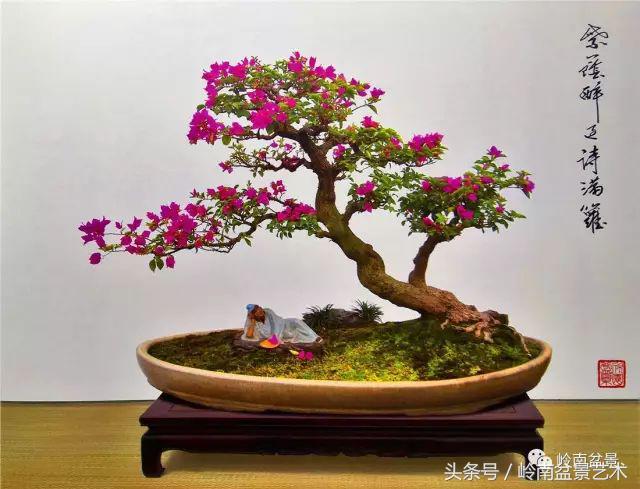 精品掌中宝三角梅盆景,顶级国宝级三角梅盆景