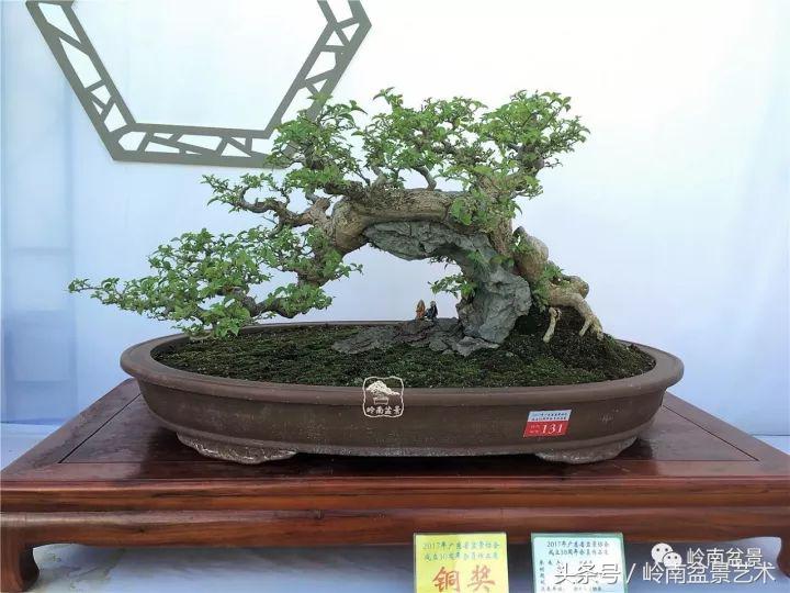 精品掌中宝三角梅盆景,顶级国宝级三角梅盆景