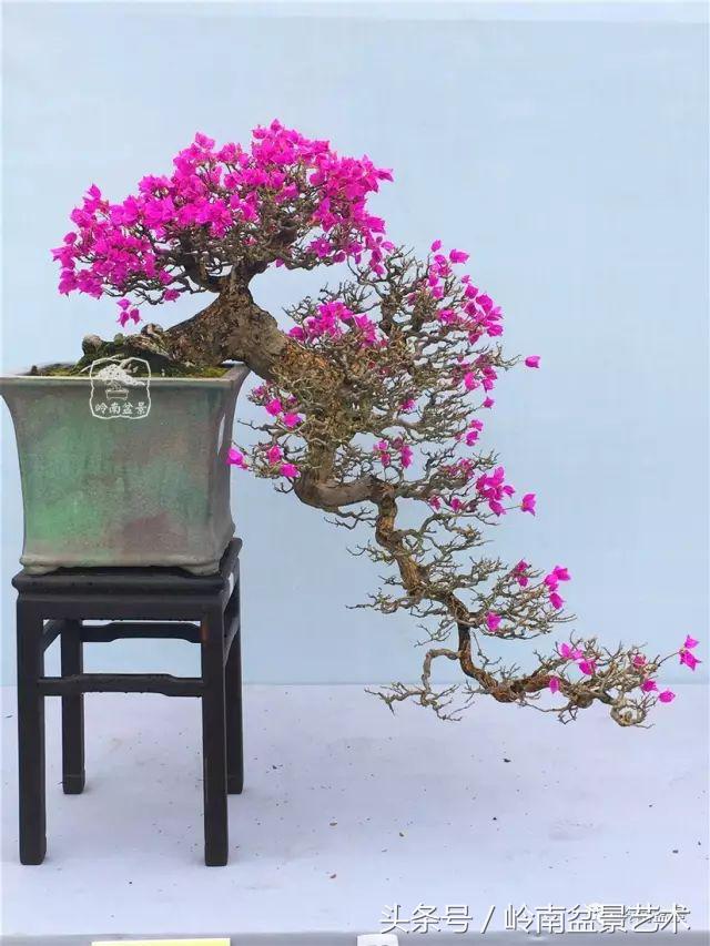 精品掌中宝三角梅盆景,顶级国宝级三角梅盆景