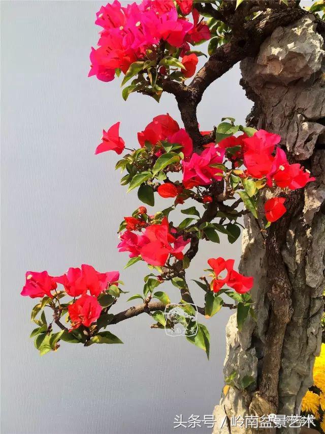 精品掌中宝三角梅盆景,顶级国宝级三角梅盆景