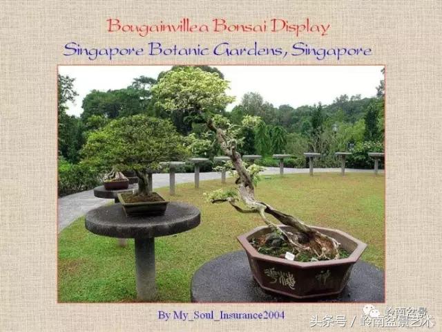 精品掌中宝三角梅盆景,顶级国宝级三角梅盆景