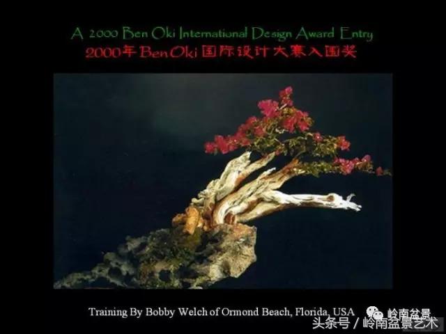 精品掌中宝三角梅盆景,顶级国宝级三角梅盆景