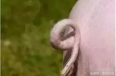 猪断尾有什么好处,给猪断尾巴的好处