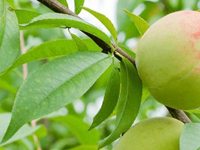 贝亲桃子水有痱子怎么办,贝亲桃子洗护二合一洗了有头皮屑