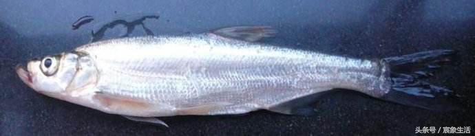 淡水鱼品种识别,溪流台钓常见鱼种