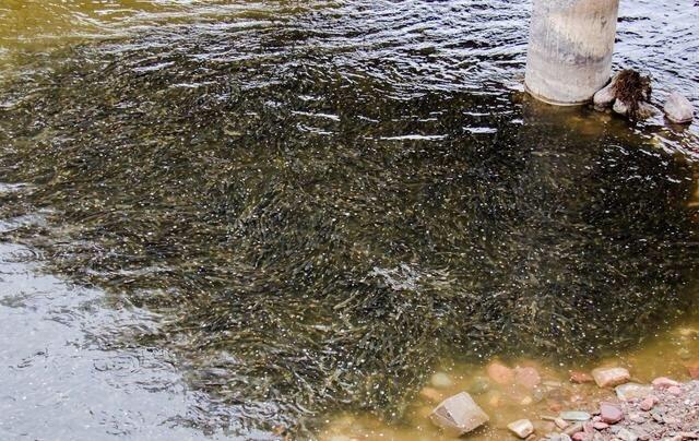 这种鱼很多人没吃过肉质细嫩鲜美,肉质鲜美但是濒临灭绝的鱼