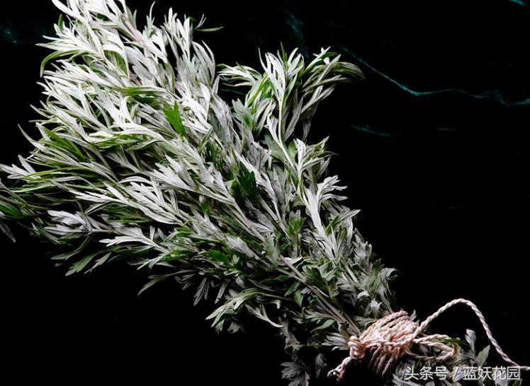 门前放艾草什么作用,大号艾草和小号艾草有什么区别