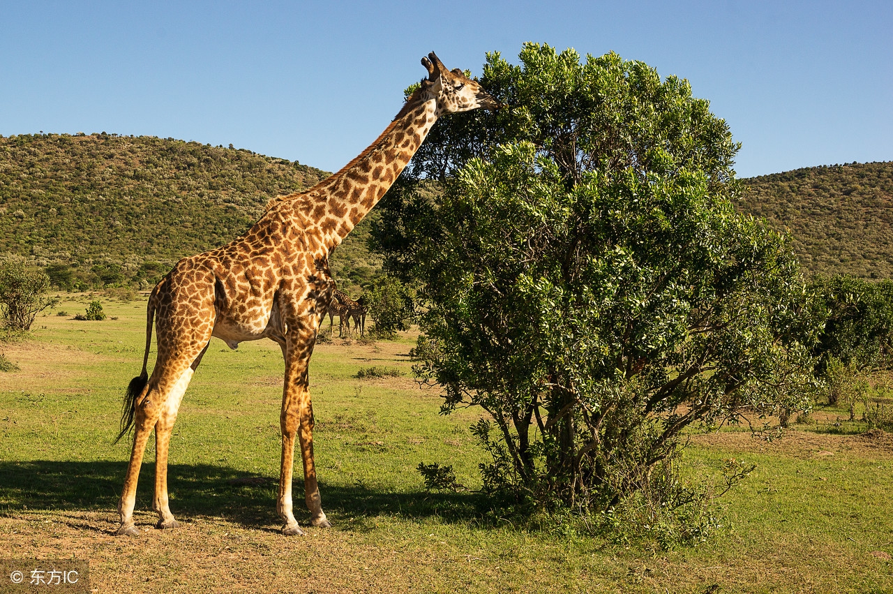 马克斯主义的现代化意义,拉马克进化论的内容和意义
