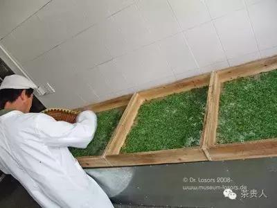 纯手工炒绿茶烘焙工艺,烘焙日照绿茶怎么做的