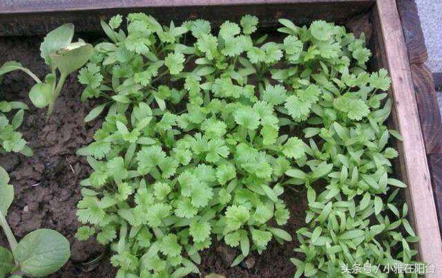 香菜很难出芽最快催芽方法,香菜种植发芽快方法