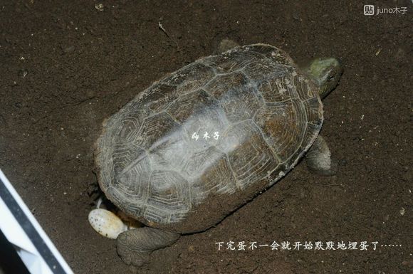 草龟繁殖经验分享孵蛋40天破壳,草龟孵化及幼龟养殖
