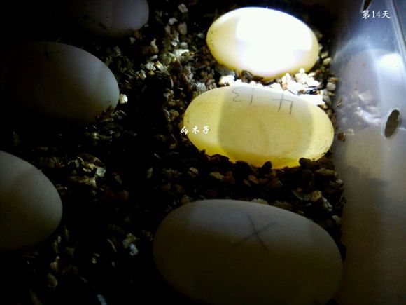 草龟繁殖经验分享孵蛋40天破壳,草龟孵化及幼龟养殖