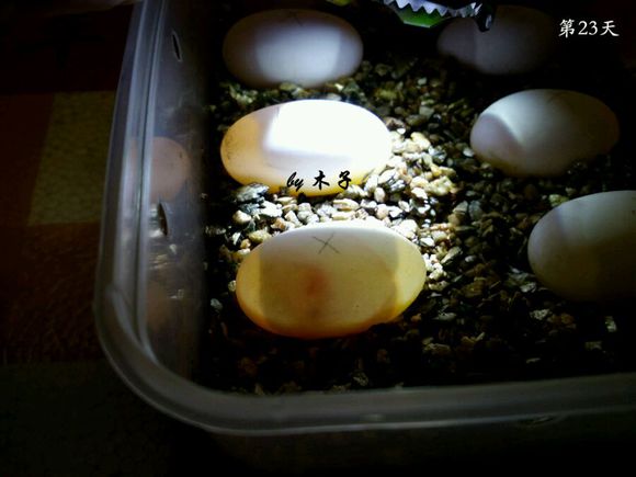 草龟繁殖经验分享孵蛋40天破壳,草龟孵化及幼龟养殖