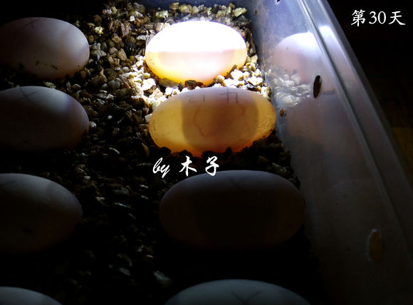 草龟繁殖经验分享孵蛋40天破壳,草龟孵化及幼龟养殖