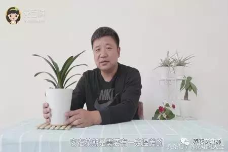 家中养什么花聚财旺家保平安,聚财旺家保平安