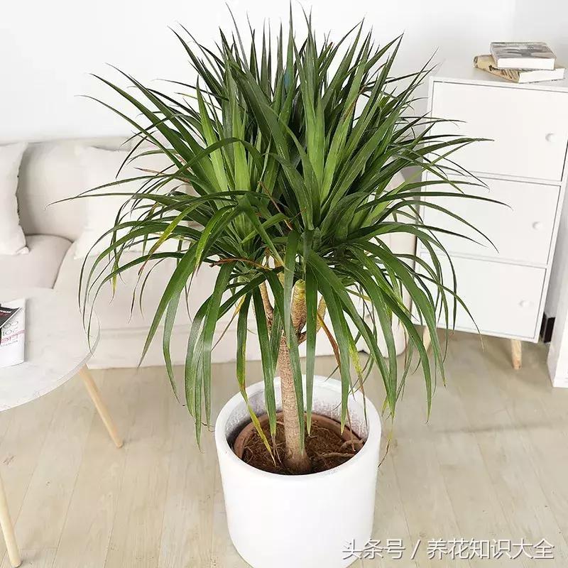 家中养什么花聚财旺家保平安,聚财旺家保平安