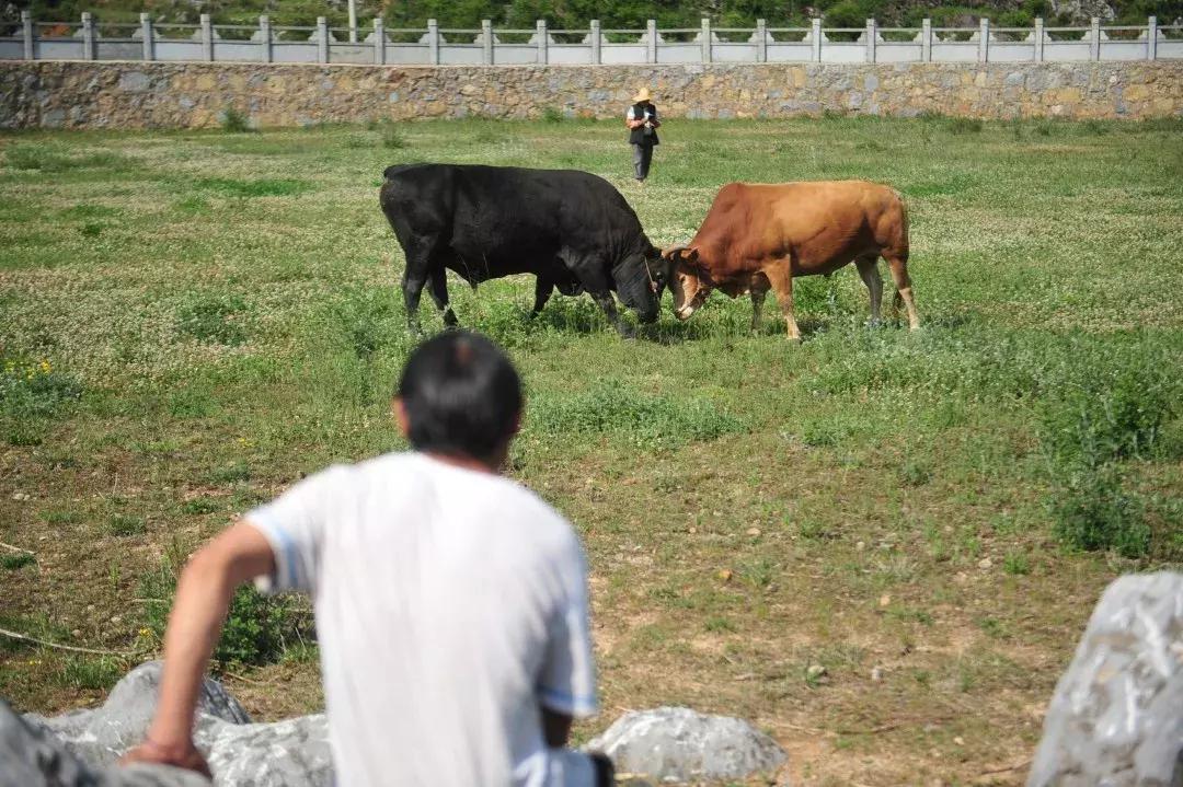 乌蒙深处,宣威芙蓉寨全景视频
