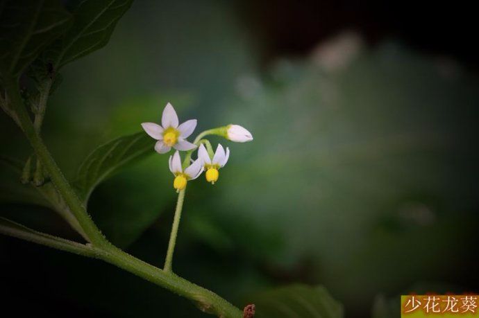 常见且能食用的野生小果子,农村夏天可以生吃的野果子
