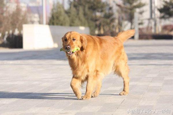 帮宠物狗减肥的正确方法,如何让糖尿病的狗狗长胖