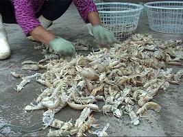 怎样选择海鲜的正确方法,海鲜如何清洗比较干净又好吃