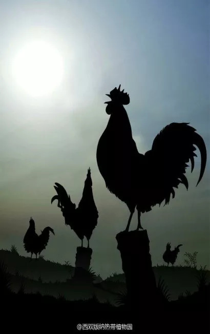 鸡叫有什么讲究,鸡叫的学问