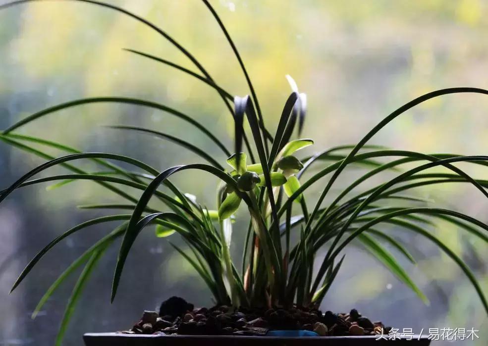 如何促使大花蕙兰兰花花芽分化,青山玉泉兰花花芽分化时间