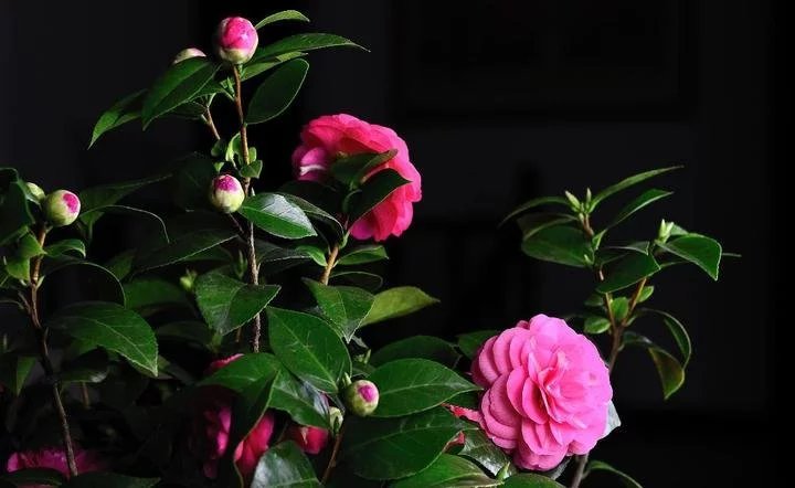 美丽好看的茶花图片,绝美茶花