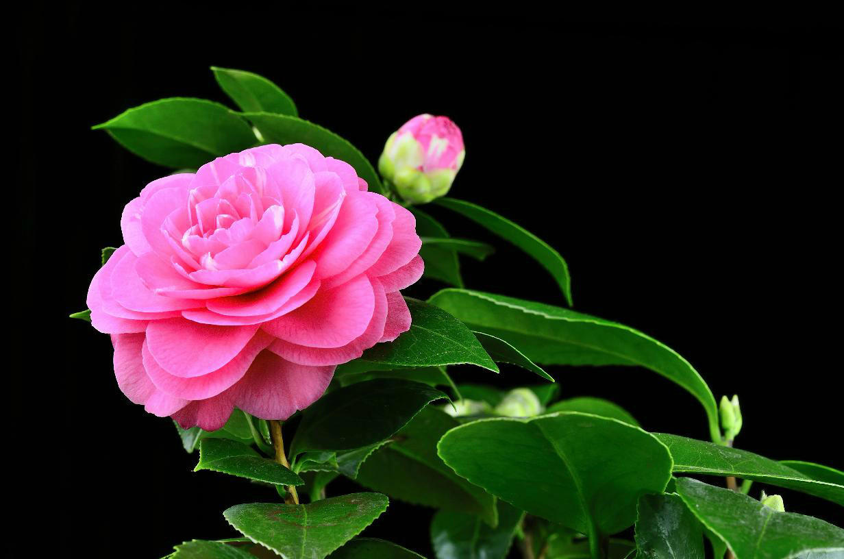 美丽好看的茶花图片,绝美茶花