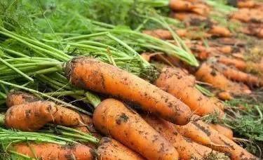 种植胡萝卜方法及施肥技术,露天胡萝卜种子种植技术