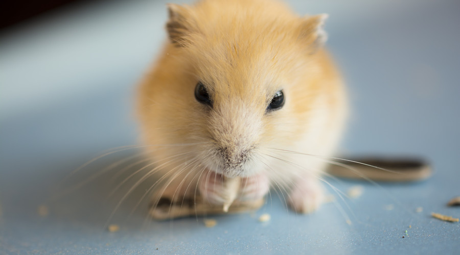 被动物咬伤打疫苗可以报销吗,被动物抓伤后多久需要打疫苗