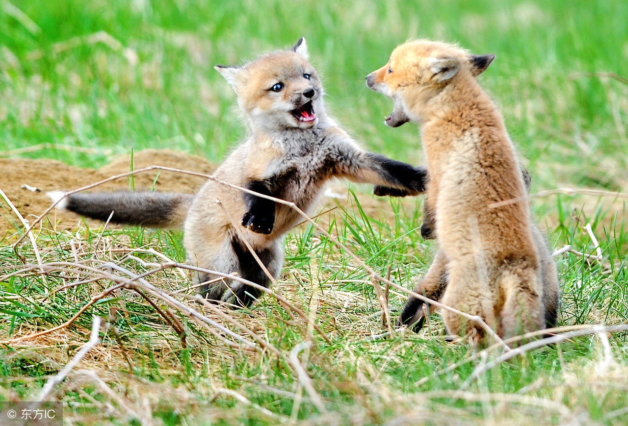被动物咬伤打疫苗可以报销吗,被动物抓伤后多久需要打疫苗