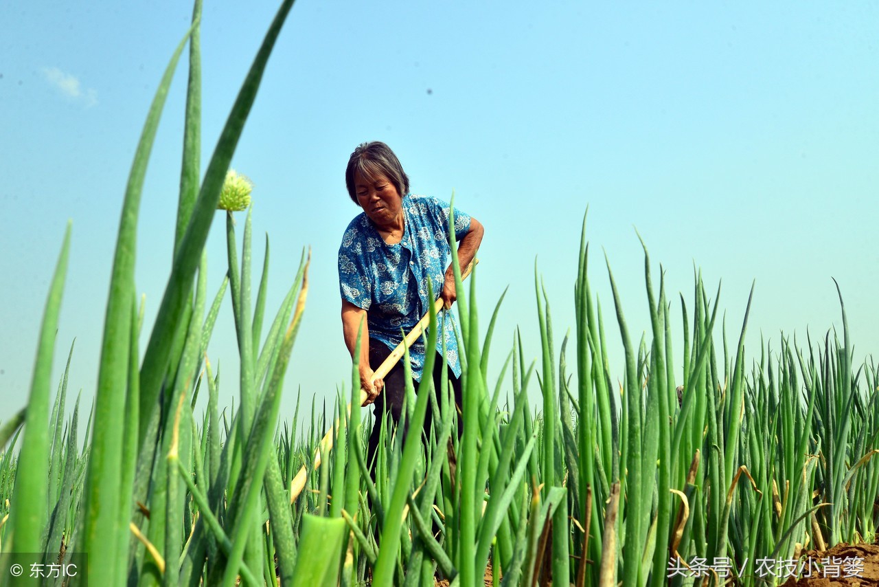 让大葱生长的简单方法,种植大葱白又直又长的小技巧