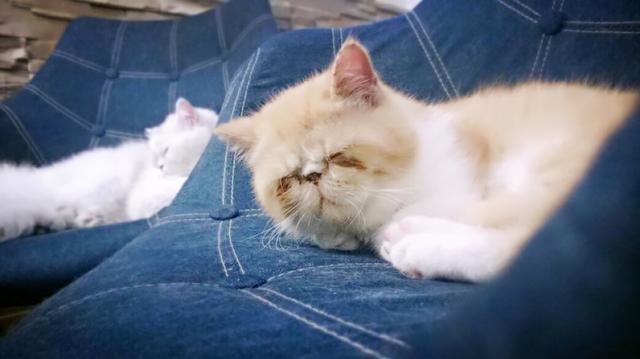 养猫人不能忽视的细节,这些小事别大意养猫人一定要知道