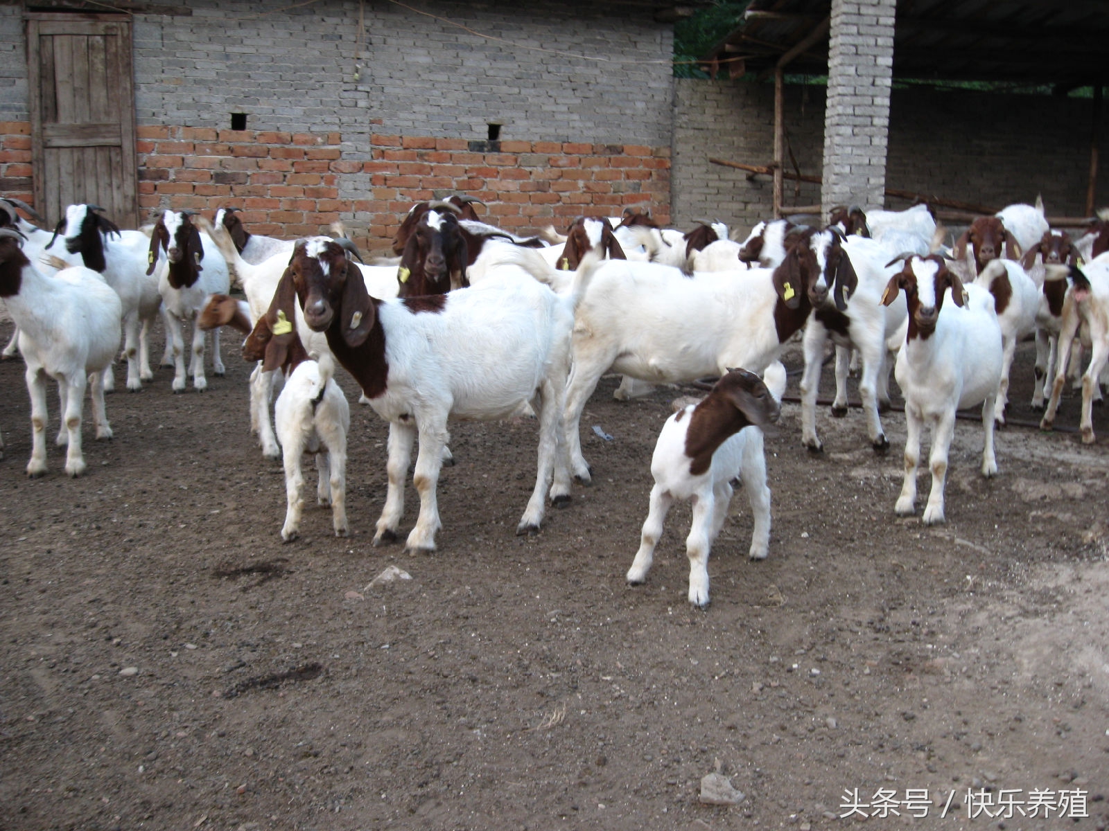 养羊的十大防治方法,养羊防治哪些病