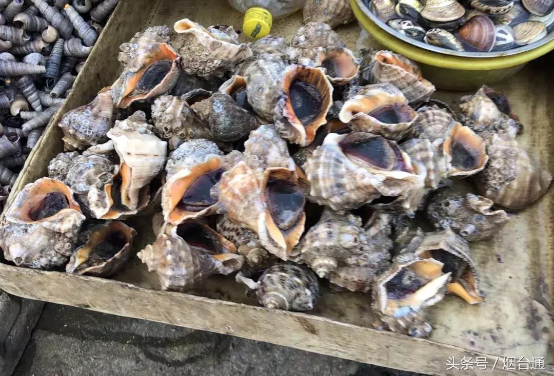 烟台开海现场直播视频,开海现场视频直播