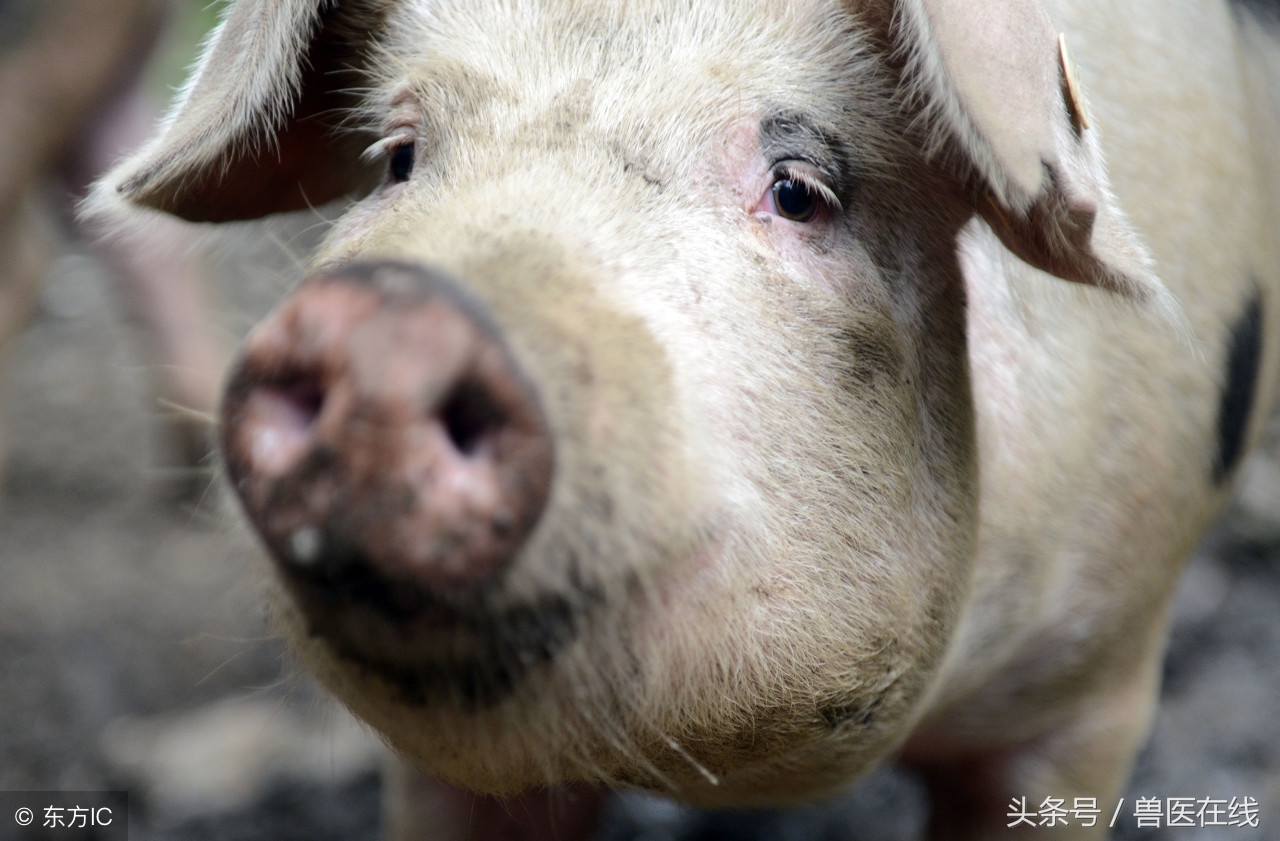 母猪诊断发情，这八种方法最靠谱！