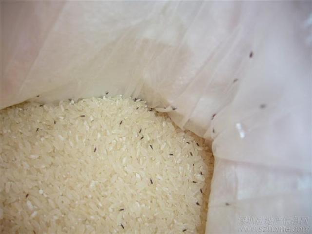 大米里长虫怎么驱虫,米里长虫怎么快速驱虫