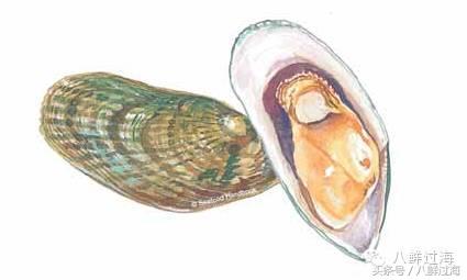 新西兰海边青口贝,新西兰赶海吃青口贝