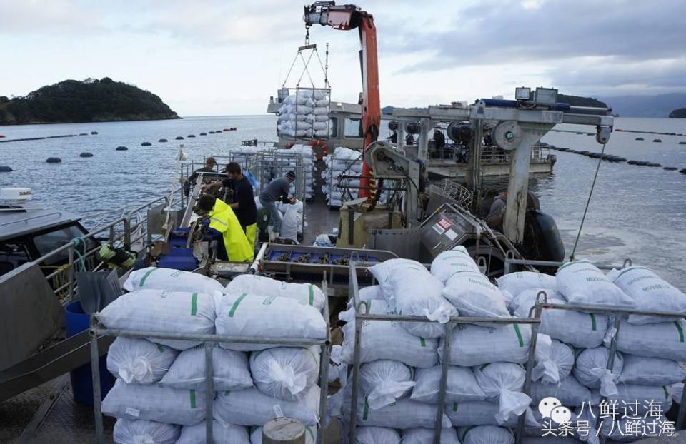新西兰海边青口贝,新西兰赶海吃青口贝