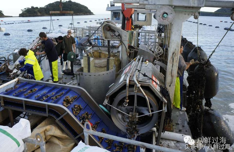 新西兰海边青口贝,新西兰赶海吃青口贝