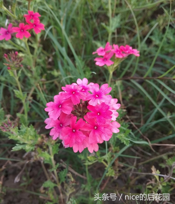 美女樱认不得？只怪它衣服太多