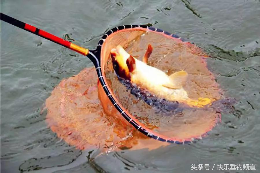 秋钓钓鱼技巧视频,秋钓鲤鱼诀窍