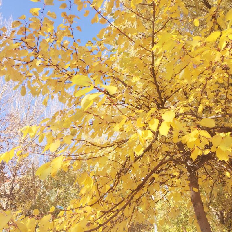 好的排毒胶囊,最好的排毒养颜药品