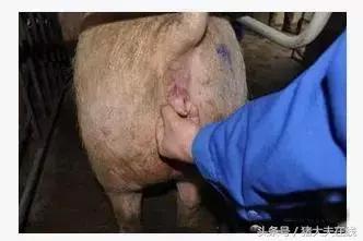 母猪发情鉴定和输精的操作规程