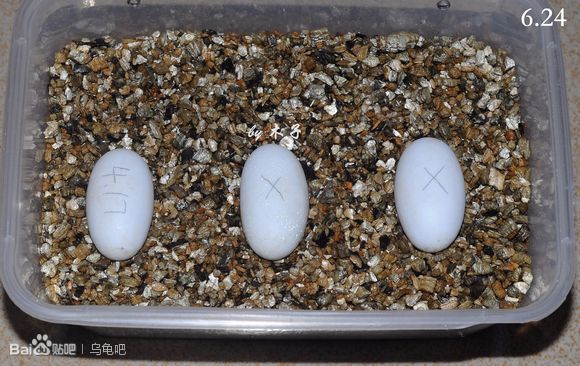自己养的草龟怎么孵化草龟蛋,自家养的草龟如何产蛋