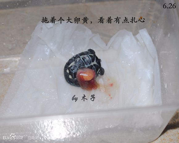 自己养的草龟怎么孵化草龟蛋,自家养的草龟如何产蛋