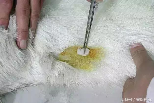 看图羊病,看图学经络