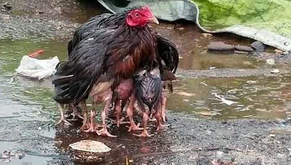 鸡群下雨天易得什么病害,天气降温鸡群容易出现什么问题