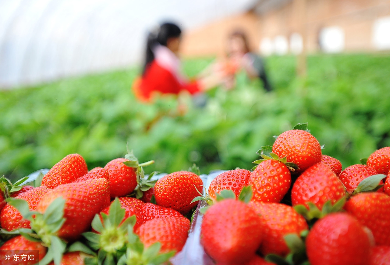 用了K多维转运蛋白，草莓商品性高，丰产又丰收